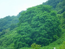 懐かしい思い出です。 懐かしい思い出です。